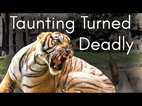 The San Francisco Zoo Tiger Attacks: Escape, Revenge, and a Broken System