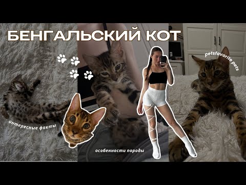 БЕНГАЛЬСКИЙ КОТ | всё о породе: чем кормить бенгальского кота, прививки, прогулки