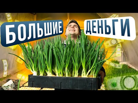 GROWING GREEN ONIONS. RECORD HARVEST. Hydroponics