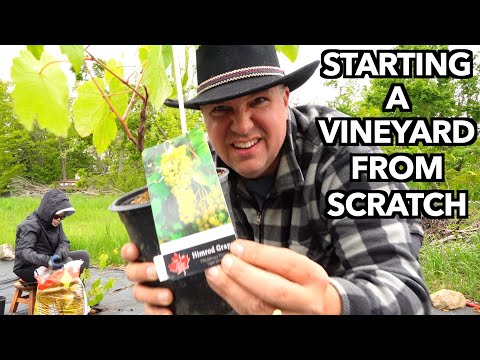Building a Grape Vineyard on our Farm in Canada