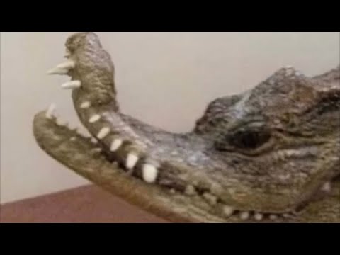 UNUSUAL MEMES COMPILATION V3