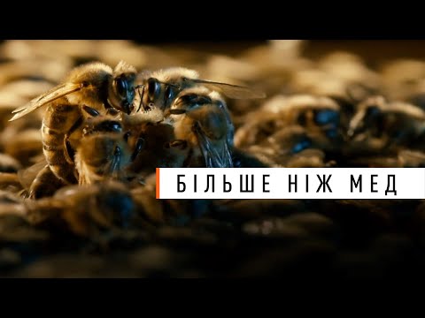 The Brutal Truth About Bees! An Oscar-nominated film from 2013 that changes the way you see life.