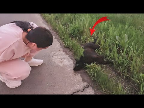 Terrified dog hit by car & left alone on the Roadside got Rescued just in time