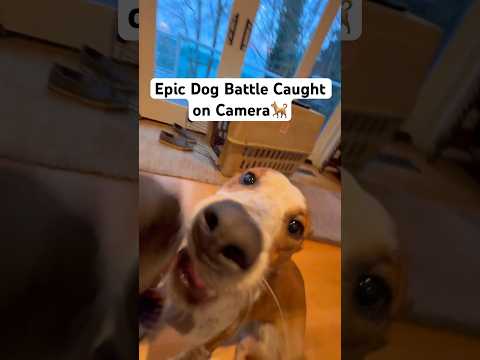 Most epic dog battle caught on camera. EVER.🐕⚠️🥊
