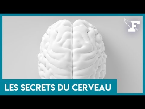 Comment fonctionne notre mémoire ? Un neurologue répond