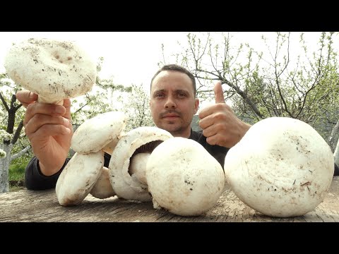 ГРИБЫ ИЗ МУСОРА / ШАМПИНЬОНЫ, ВЕШЕНКИ, ШИИТАКЕ, ОПЯТА / НЕВЕРОЯТНО, НО ТАК ГРИБЫ  ВЫРАСТИТ КАЖДЫЙ!