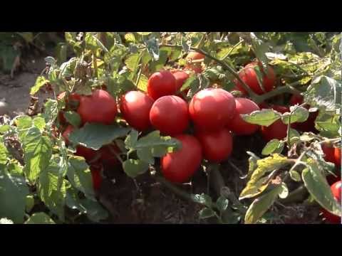 Tomato Farms of Red Gold