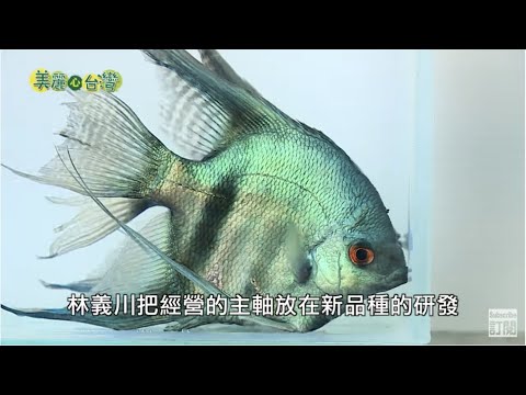 【嘉義中埔】神仙魚之戀 | 用心的產業 | 268 | #美麗心台灣