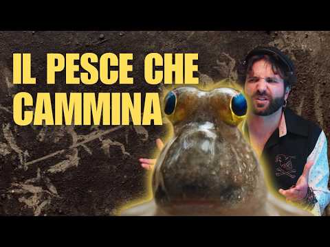 MUDSKIPPER - il pesce saltafango