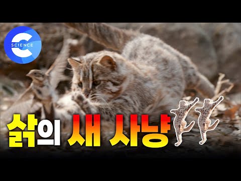 날아다니는 새를 잡고 싶은 맹수 본능 '삵' 💥새 사냥에 진심인 편  ❄️ 삵의 겨울나기 | 야생 살쾡이의 놀라운 사냥 기술
