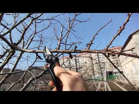 Урок по обрезке вишни, черешни.  Управление ростом  на клик.