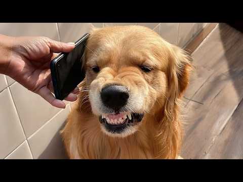 Golden Retrievers are the FUNNIEST DOGS in the World that will make you laugh your HEAD OF 🐶
