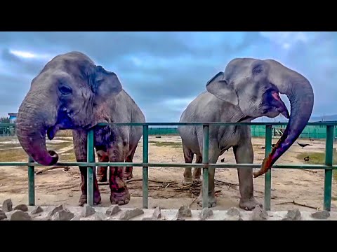 Виктор пришел проведать слоних Джени и Магду!