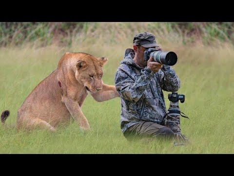 Lion Surprised Wildlife Photographers When He was Taking Pictures of a Pride