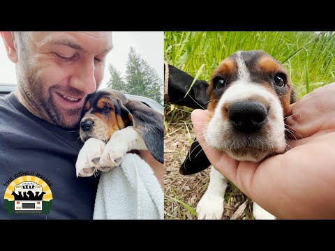 I've Never Been So Shocked By A Surrendered Dog - Poppy's Rescue Story | The Asher House