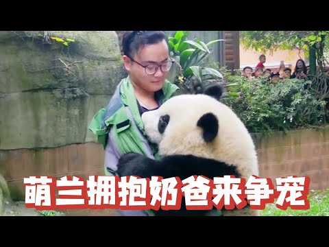 Jealous Jingmeng Lan saw his father holding other bears and immediately sneaked at the sitting mark