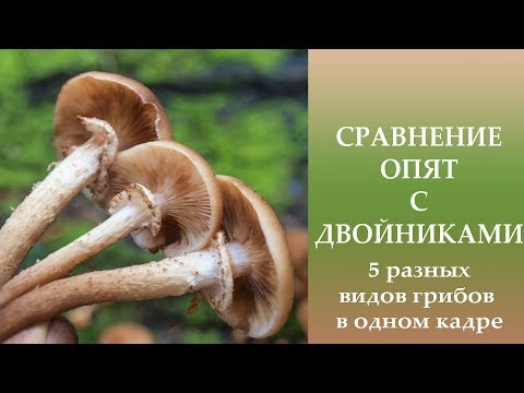 Сравнение опят с двойниками. 5 разных видов опят в одном кадре.