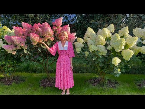 A CLASSIC AMONG HYDRANGEAS, TOP OF THE MOST BEAUTIFUL AND HARDY VARIETIES.