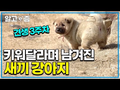 "어미가 사라졌어요" 사람들 틈에 새끼를 낳고 사라진 들개, 덩그러니 새끼 강아지만 남겨놓고 어디로 갔을까? │세상에 나쁜 개는 없다│알고e즘