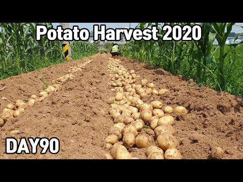 맛있는 노지 감자 수확♥ㅣPotato Harvest 2020