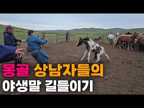 몽골 유목민들의 맨손으로 말 길들이기, 몽골 상남자 전투민족의 일상[4]🇲🇳