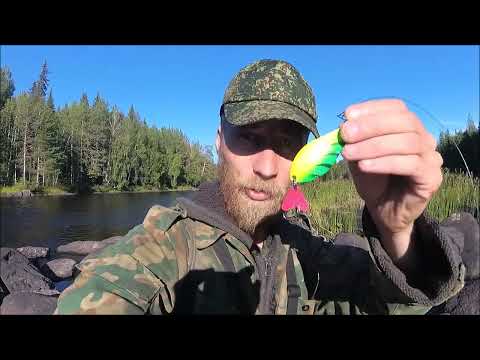 The best fishing this season, grayling with spinning rod. Karelia