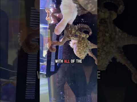 Meet Marley the football loving octopus!