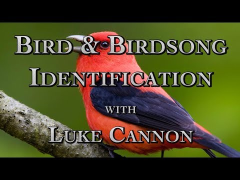 Bird & Birdsong Identification with Luke Cannon