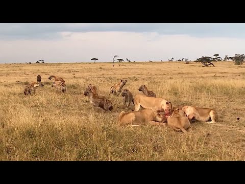 The look on these hyenas faces when they saw what was coming