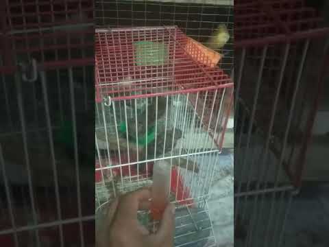 канарейка даволаш ичи кетиш ва шамолаш хакида малумот 995985855 телеграм оркали факад