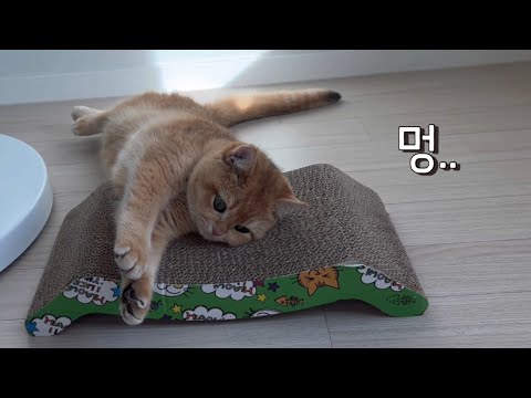 사람집이 고양이집으로 변하는 과정.. (feat.수직 스크래쳐)