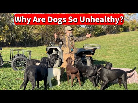 Are Modern Dogs Less Healthy? A Trainer's Honest Question