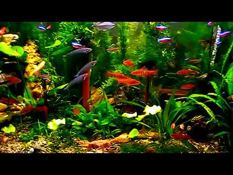 Барбусы, неоны, сомики, у меня в аквариуме - 200л. My archive.
