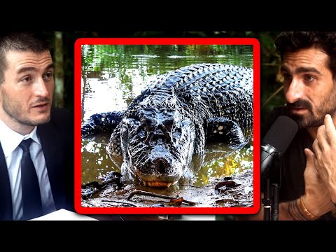 Black caiman crocodile: The apex predator of the Amazon jungle | Paul Rosolie and Lex Fridman