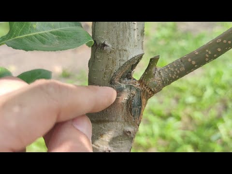 grafting a tree onto a bare branch