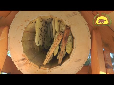 Колода для пчел 100 кг мёда