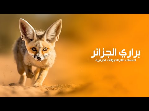 براري الجزائر رحلة في أعماق الحياة البرية واكتشاف عالم الحيوانات الجزائرية | كويست عربية