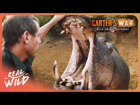 Africa's Most Feared Animal? The Truth About Hippos | Carters WAR