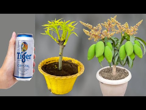 TECHNIQUE; mangoes grow extremely fast from fruit thanks to this beer you should try