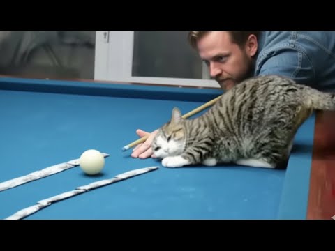 When Cats Start Copying Humans 😂🐾 Funny Cat Moments