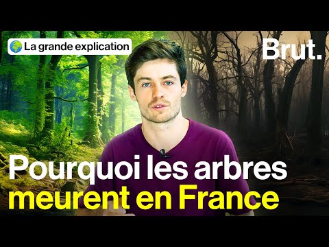 Mais qu'est-ce qui menace les forêts françaises ?