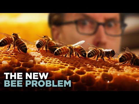 We Now Have TOO MANY Bees (You Read That Right) | Lightning Round