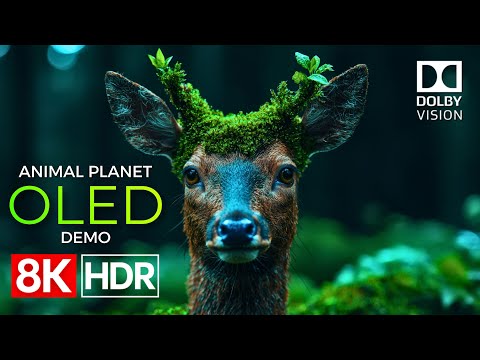 Animal Planet OLED Demo HDR 8K Ultra HD Dolby Vision™ 60fps