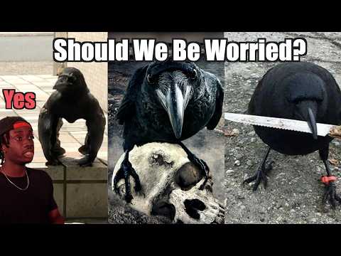 How Crows Gave Earth's Biggest City the Middle Finger