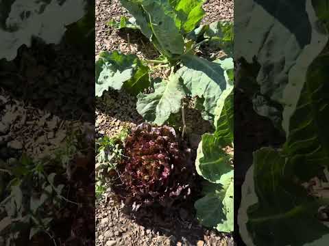 Farm vlog 3: Two weeks after we planted the seeds