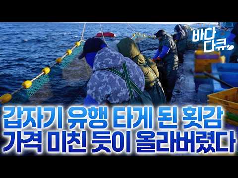찾는 사람 많아 겨울만 되면 새벽 4시부터 배 몰고 나가는 어부들, 지금 기름기 꽉 찬 방어 먹을 때! / #바다다큐