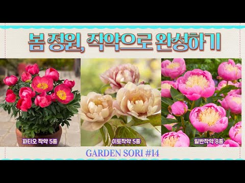 Fill your spring garden with peonies🌿Complete lineup of 18 patio, Ito, and classic varieties