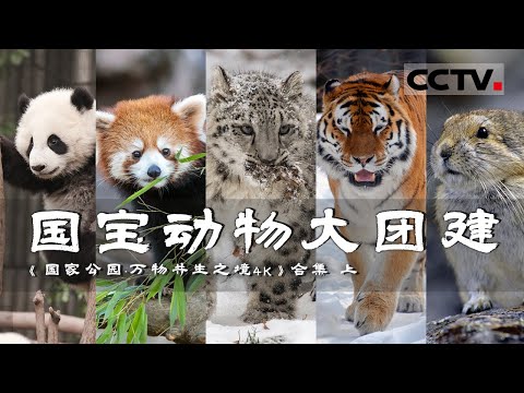 雪豹 藏羚羊 大熊猫......顶流明星动物集体亮相 让你一次看过瘾！这些世界级濒危动物如何与人类重建信任？【CCTV纪录】