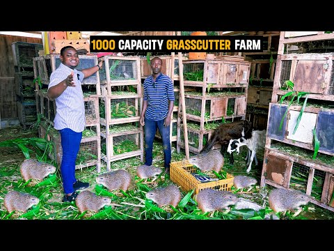 Farm Tour | Inside a 1000 Capacity Grasscutter Farm Producing 60 babies per day in Ghana #farming