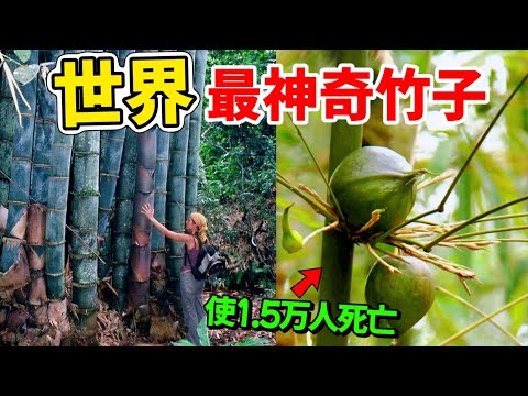 The ten most amazing bamboos, No. 1 bamboo caused the death of tens of thousands of people
